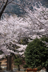 30000 Kirschbäume in Jinhae, Südkorea