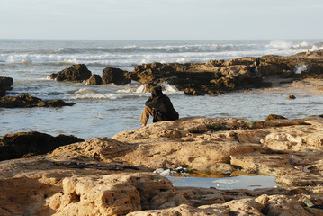 contemplation de l'océan