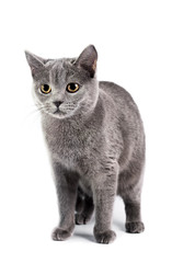 British Shorthaired Cat