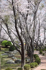Fototapeta na wymiar 30000 Kirschbäume in Jinhae, Südkorea