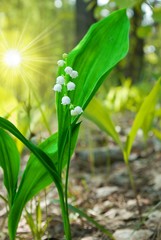 Fototapeta premium lily of the valley in the rays of sun