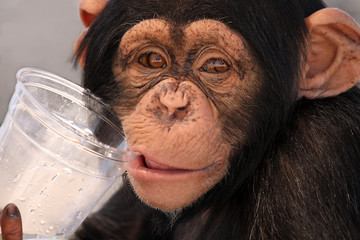 Thirsty Chimp