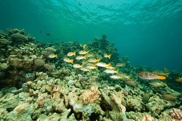 Fototapeta na wymiar coral and fish around Sha'ab Mahmud