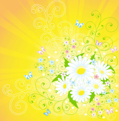 Bouquet of camomiles