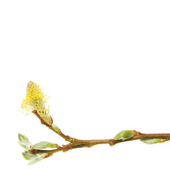 Spring Willow © Richard Griffin