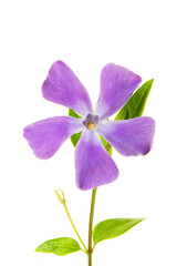 Fototapeta premium Periwinkle