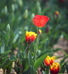 30000 Kirschbäume in Jinhae, Südkorea