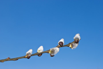 March. A blossoming branch of a willow