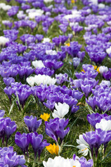 purple crocus flowers in spring garden