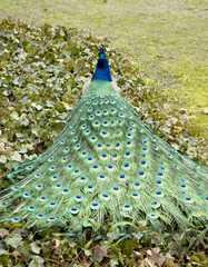 Obraz premium peacock