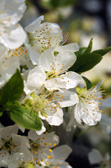 Spring flowers