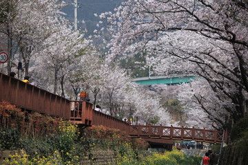 30000 Kirschb&auml;ume in Jinhae, S&uuml;dkorea