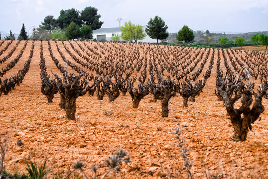 Vi&ntilde;as