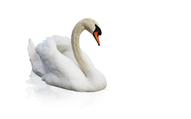 Fototapeta premium Cygne détouré