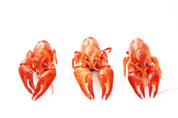 crawfishes