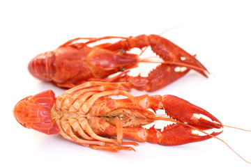 crawfishes