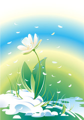 Fototapeta na wymiar Illustration of a spring flower, snowdrop