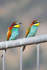 Bee-eater (Merops apiaster), the marriage season, Israel