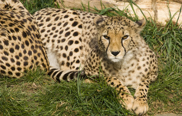 Naklejka na ściany i meble Cheetah