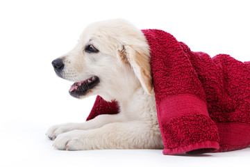 Golden retriever puppy covered by towel