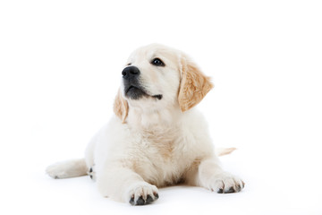 Cute golden retriever puppy lying