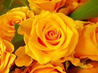 Roses jaunes ocre