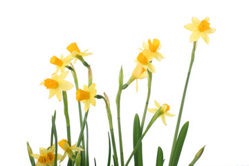 Fototapeta premium bright yellow narcissus