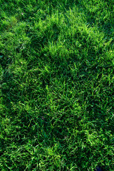 abstract grass background