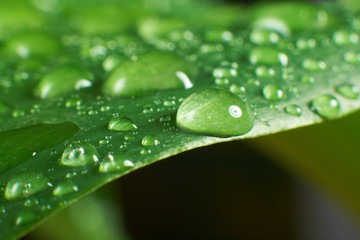 leaf and drop