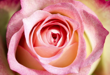 Fototapeta na wymiar Rose kwiat