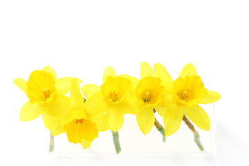 Obraz premium spring