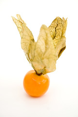Physalis