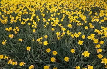 Feld mit Osterglocken