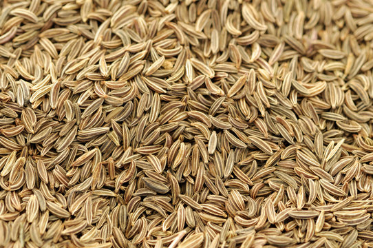caraway