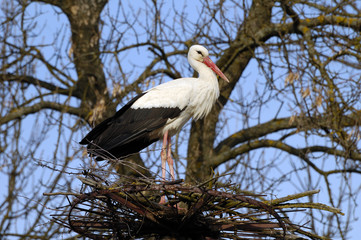 stork has arrived and is building a new nest