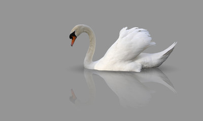 Beau cygne blanc sur fond gris avec son reflet