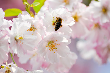 Sakura. März. Biene