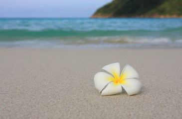 Tropical flower White Frangipani on the sandy beach - 13267968