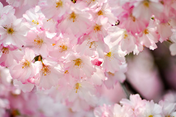 Schönheit in der Natur