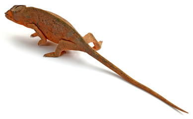caméléon en fuite sur un fond blanc