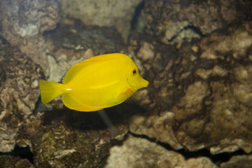 Yellow Tang