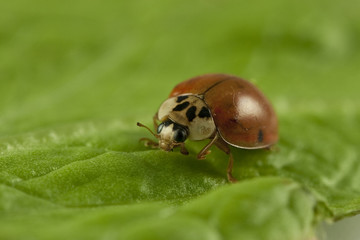Ladybug on a salad leaf