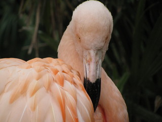 Fototapeta premium flamingo różowy
