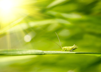 Grasshopper