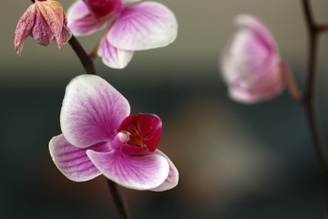 orchidea © Kitan