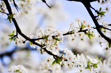 Sakura. März
