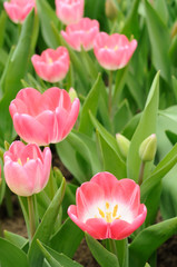 Pink tulips