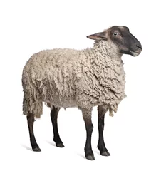 Photo sur Aluminium Moutons Suffolk sheep - (6 years old)