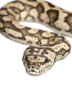 carpet python - Morelia spilota variegata
