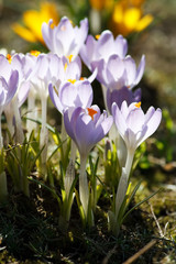 Fototapeta premium spring flowers
